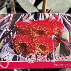 EUCALYPTUS caesia 'Silver Princess'