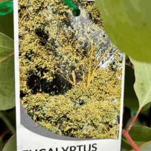 EUCALYPTUS polyanthemos (Red Box)