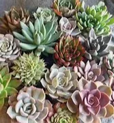 Assorted Succulents & Cactus