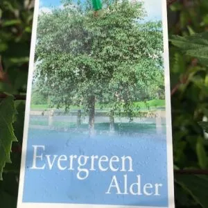 ALNUS jorullensis (Evergreen Alder)