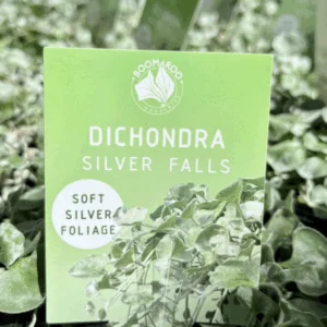 DICHONDRA Varieties