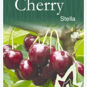 CHERRY 'Stella'