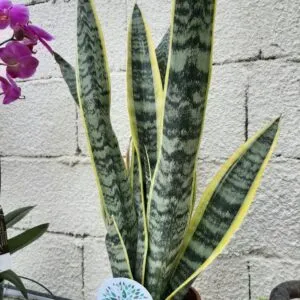 SANSIERVERIA 'Laurentii'