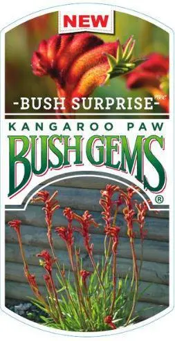ANIGOZANTHOS 'Bush Surprise' (Kangaroo Paw)